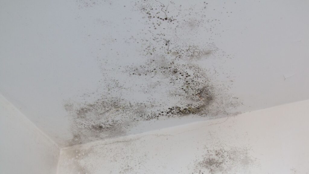 Humidité maison - moisissure mur et plafond